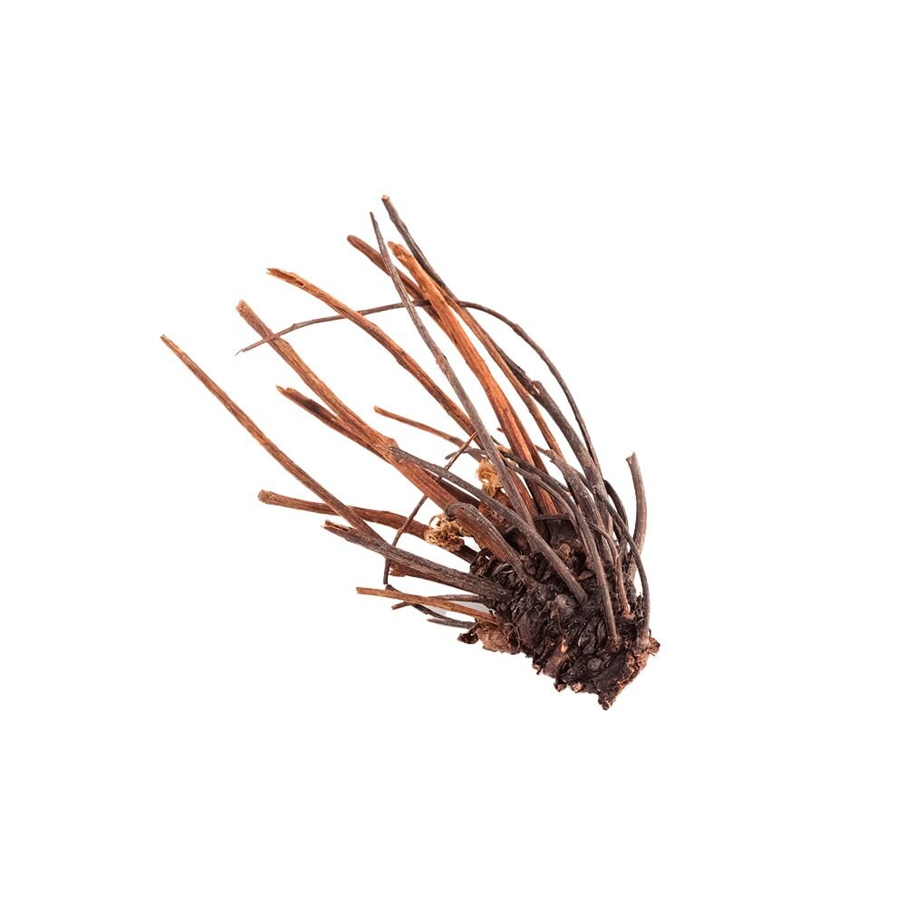 Rhodiola