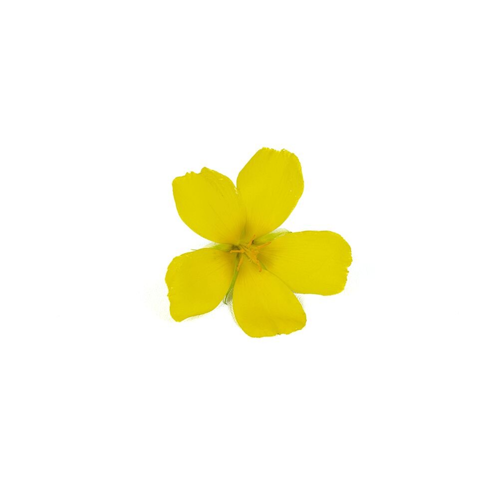 Damiana