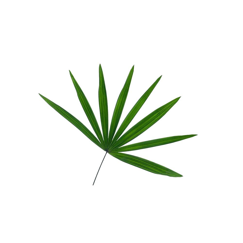 Saw Palmetto